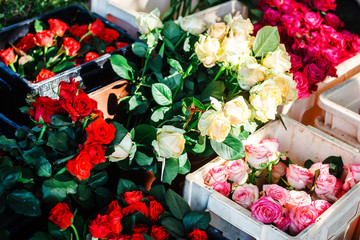 Beautiful assorted roses in plastic greenhouse boxes for sale