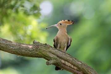 Upupa eurasiatica (Upupa epops)