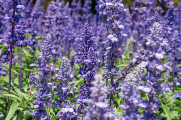Natural flower background, Amazing nature view of purple flowers blooming in garden under sunlight at the middle of summer day,Blue salvia in garden Purple.