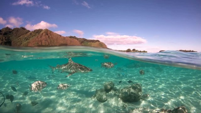 Over under sea surface sharks,tropical fish and bird ,Pacific ocean, French Polynesia