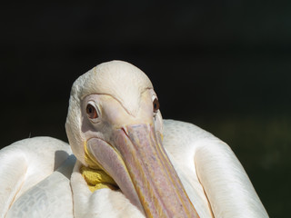 pelican