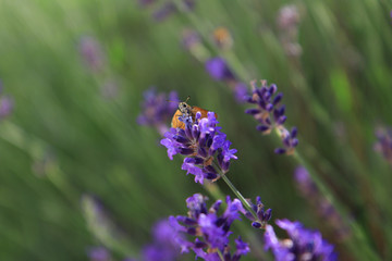 A Butterfly focused on lavender sitting
