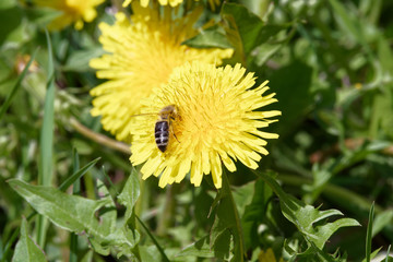 Single bee on yellow dandelion flower
