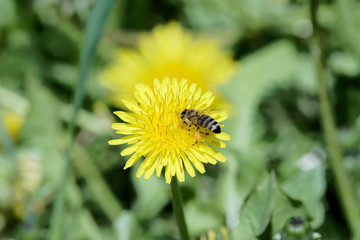 Single bee on yellow dandelion flower