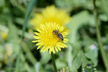 Single bee on yellow dandelion flower