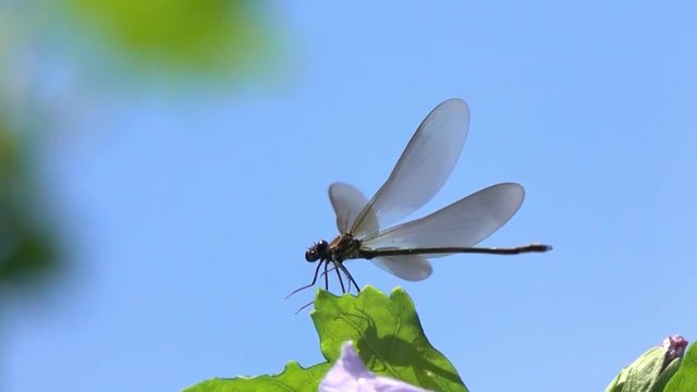 Beautiful Dragonfly Landing Slow Motion Nature