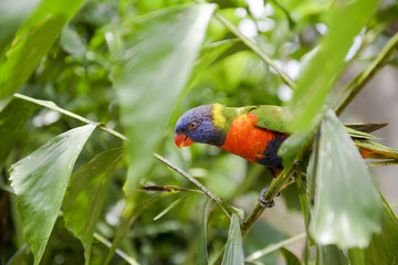 Lorie rainbow lorikeet parrot bird