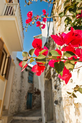 Narrow streets and white houses of Skopelos town at summer morning, island of Skopelos, Greece
