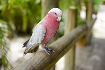 Obraz premium Galah Cockatoo