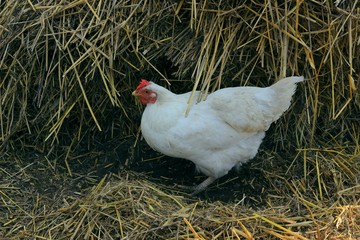 Куры (chicken)