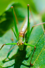 bug macro