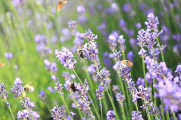 Insects in a lavender field in French Provence