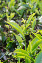 Green tea bud and leaves, tip of tea leaves growing . Tea plantations at Indonesia