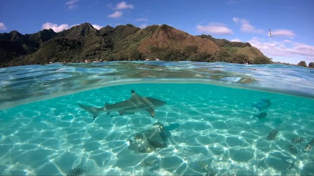 Over under sea surface sharks,tropical fish and bird ,Pacific ocean, French Polynesia