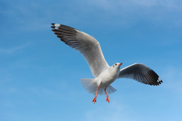 Brown-headed gull flying in the sky at Bang Poo, Samut Prakan, Thailand.