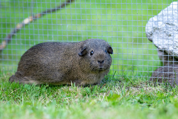 Meerschweinchen draußen