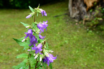 Beautiful flowers with water drops after rain close up