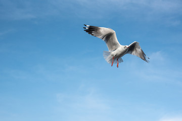 Brown-headed gull flying in the sky at Bang Poo, Samut Prakan, Thailand.