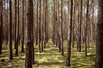 Landscape of trees and plants in forest during summer