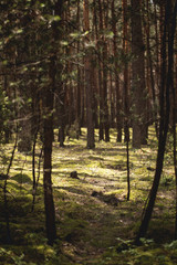 Fototapeta premium Background of trees in the park with walkway and sunlight in the summer