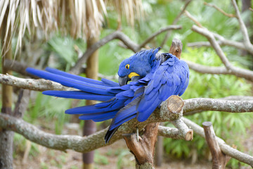Hyacinth Macaw, blue parrot