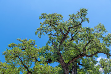 Tree textures against blue sky