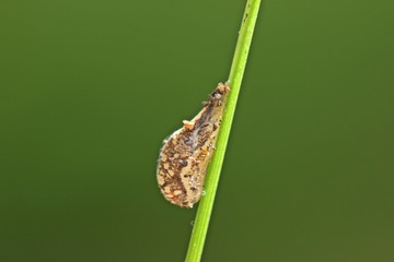 Kokon einer Schwebfliege