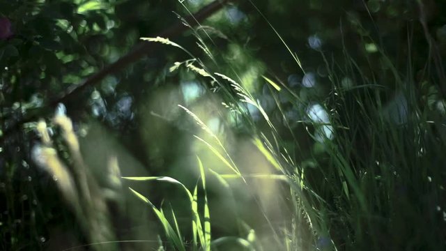 grass in the morning
