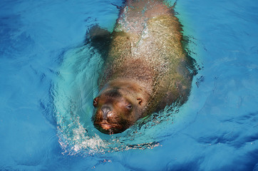 Fototapeta premium Sea Dog popływać w basenie