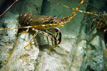 Colourful Tropical Rock lobster underwater