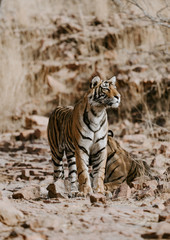 Fototapeta na wymiar Tiger in the wild