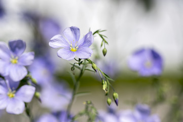 Fototapeta na wymiar Linum lewisii perennial ornamental beautiful flowers, bright light blue flowering plant