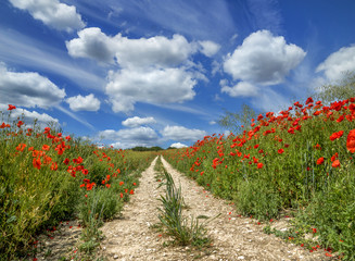 Poppy Trail