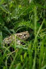 Frog in the grass after rain