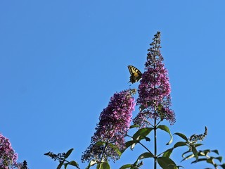 Schwalbenschwanz (Papilio machaon) im Garten an Sommerflieder (Buddleja davidii) 
