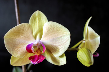 Fototapeta na wymiar orchid, flower, bloom, beautiful