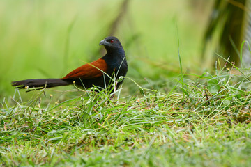 Greater coucal