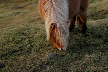Shetland pony grazing in field