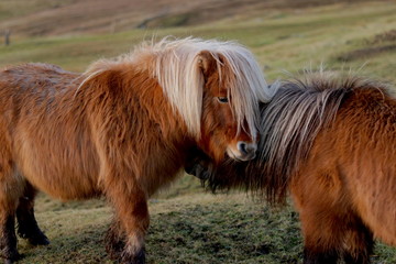 Shetland ponies meeting in field