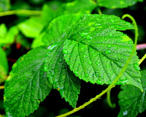 Background. Green leave in the garden, in springtime. Green landscape and water drops