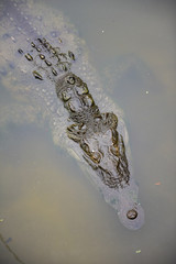 Crocodile, aligator