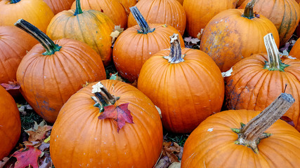 autumn leaves on orange pumpkins in pumpkin patch