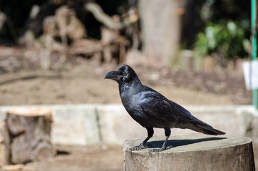 Black raven looking for meal at Kamakura`s gardens