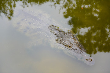 Crocodile, aligator