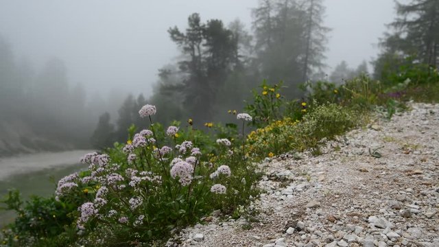 Mountain flowers with wind in summer