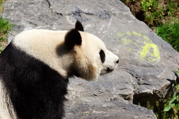 Fototapeta premium Panda géant sur un rocher