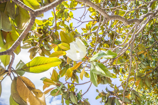 Magnolia