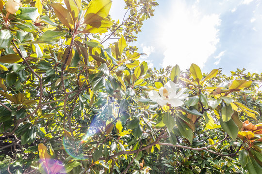 Magnolia