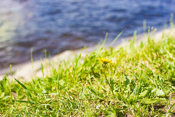 Dandelion flower on green grass with water on background