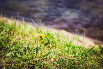 Dandelion flower on green grass with water on background